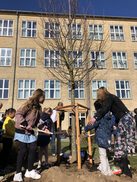 Piger skovler jord på nyplantet træ foran i skolegården